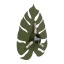 4668  MONSTERA GREEN KINKIET 3 G_9