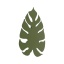 6435  MONSTERA XL GREEN KINKIET 4  G_9